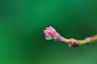 Dogwood Bud